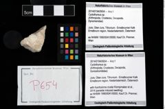 Foto (Objekt + Etikett) von Cyclothyreus sp.  (NHMW-GEO-2014-0194-0654)